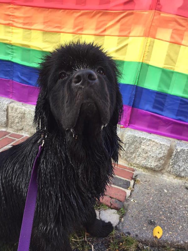 Black dog in front of rainbow flag Black dog in front of rainbow flag