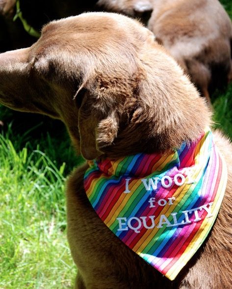 dog with bandenna 'I Woof For Equality!' dog with bandenna 'I Woof For Equality!'