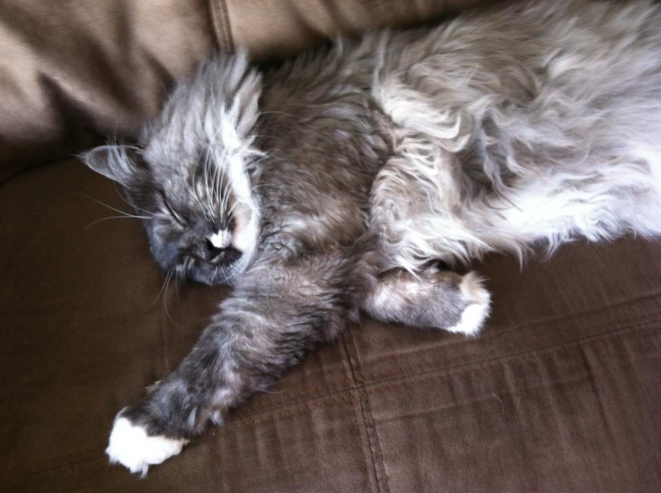 long haired cat sleeping on sofa long haired cat sleeping on sofa