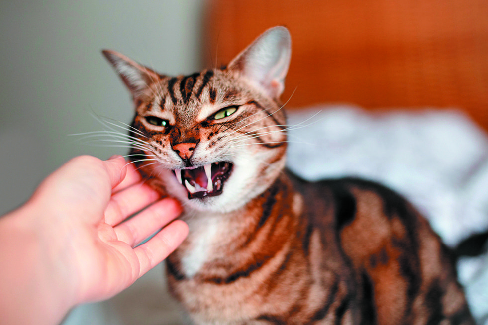 agressive cat agressive cat