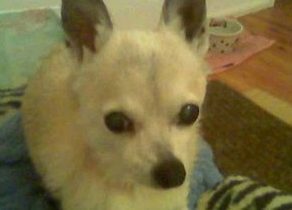 Pet Grief: Suffering in Silence Pet Grief: Suffering in Silence