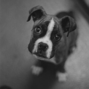 puppy dog