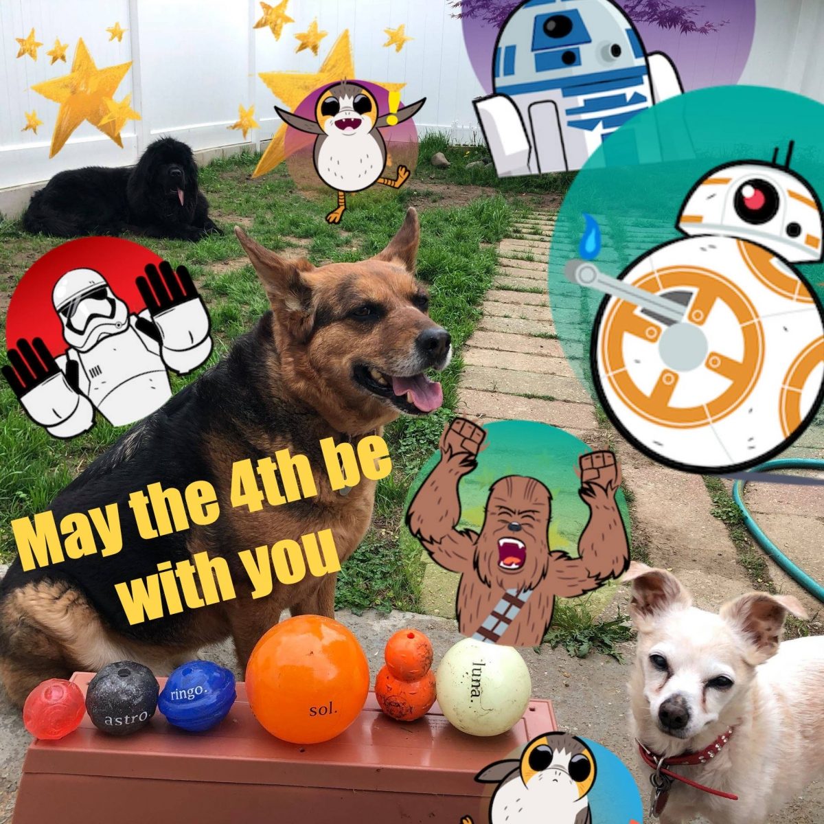 photo collage of dogs photo collage of dogs